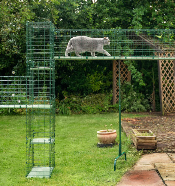 Large cat using the Omlet catio tunnel cat walkway with stand