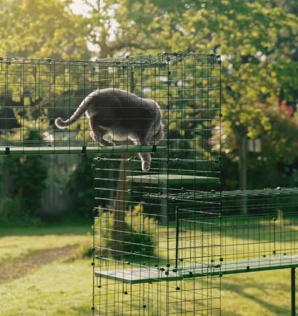 Large cat using a durable catio tunnel tower