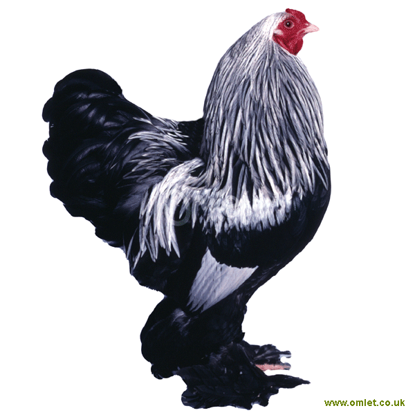 Brahma For Sale Chickens Breed Information Omlet