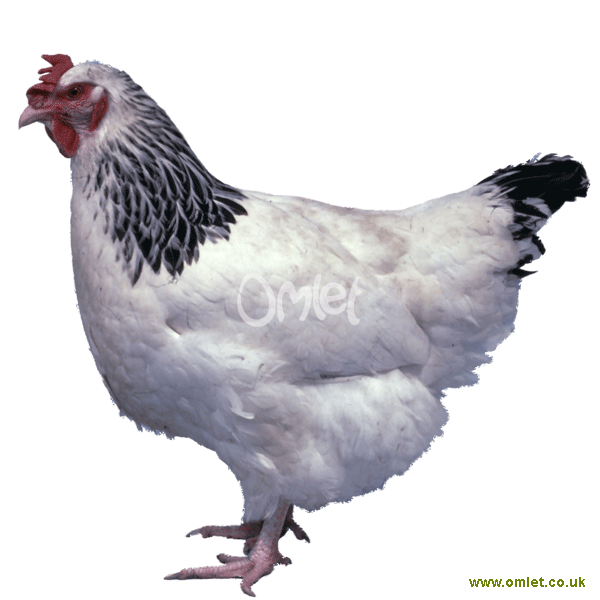 Sussex For Sale Chickens Breed Information Omlet