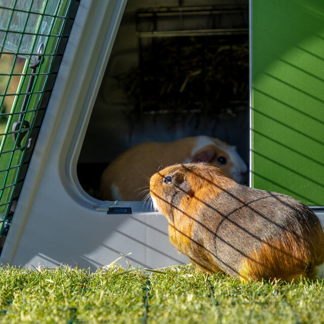 Close up of guinea pig facing the entrance to the hutch, inside the Eglu Go hutch run.