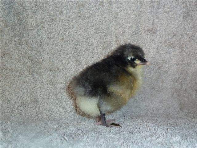 blue jersey giant chickens for sale near me