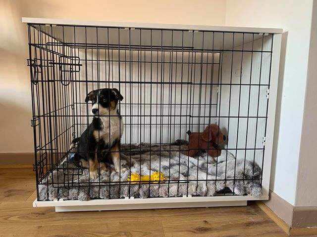 fido dog crate