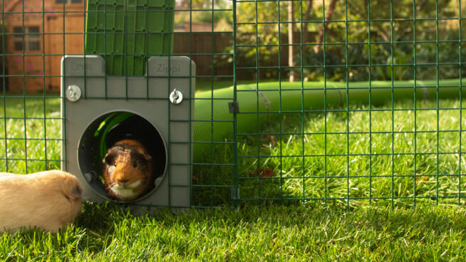 Guinea Pig Zippi Tunnel System