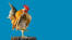 Malaysian serama against a blue background
