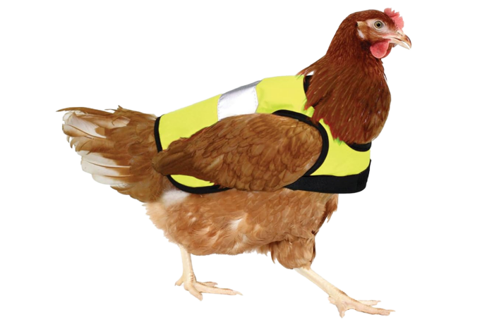 High vis chicken jacket