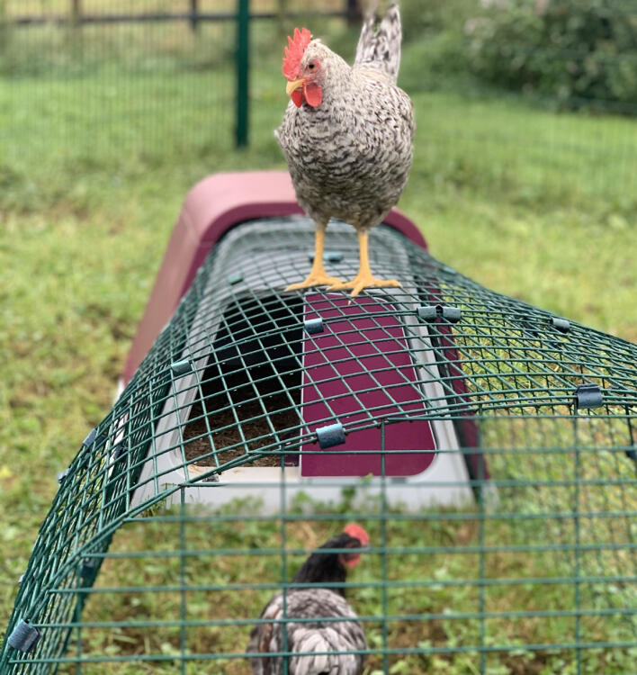 Speak to an Eglu Go chicken coop ambassador