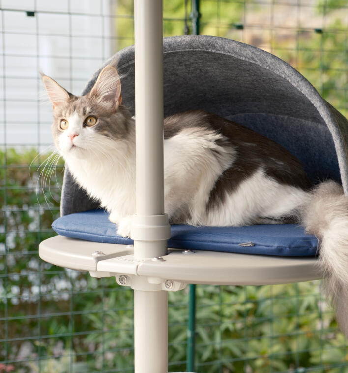 A cat crouching in the platform den attached to the outdoor cat tree