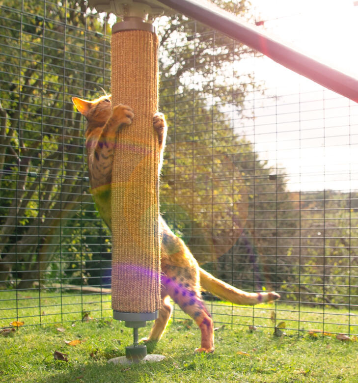 Cat playing in an outdoor enclosure