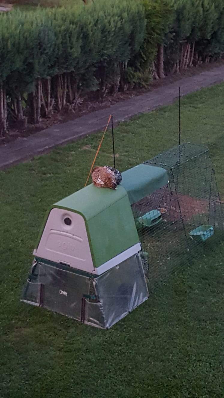 Eglu Go UP Mobile Chicken Coops Australia Omlet Chicken Coops, Walk