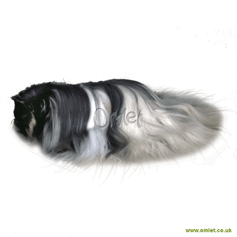 Peruvian Guinea Pigs Peruvian For Sale Guinea Pig Breeds