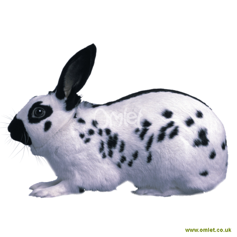 English Rabbits | English For Sale | Rabbit Breeds