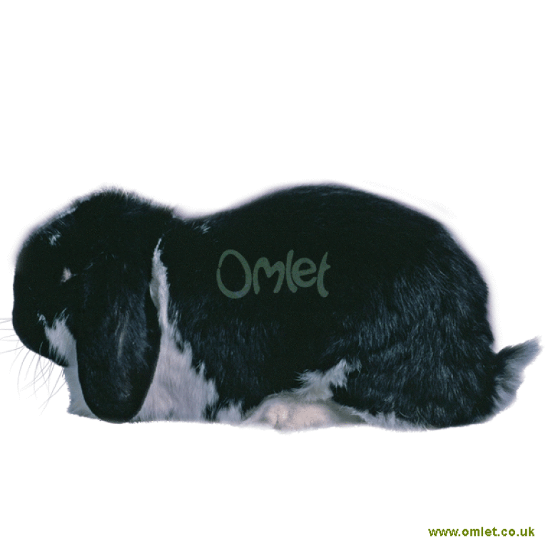 French lop rabbit for sale near me top