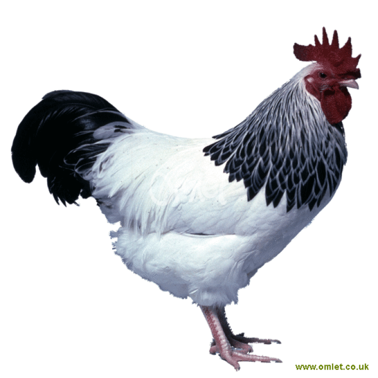Sussex Bantam Chickens Sussex Bantam For Sale Chicken Breeds