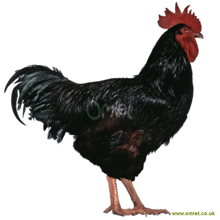 Rhode Island Red Chickens Rhode Island Red For Sale Chicken Breeds