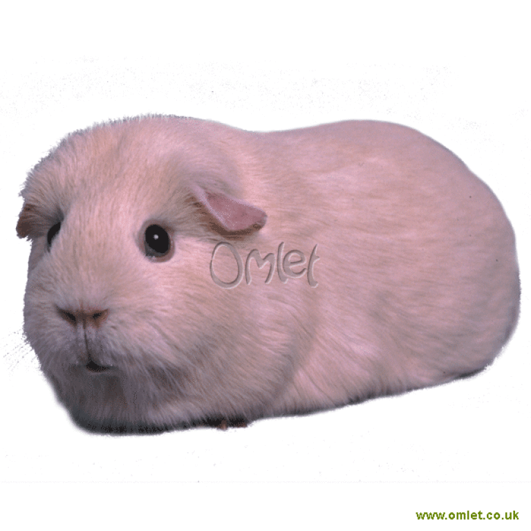Sell my guinea sales pig