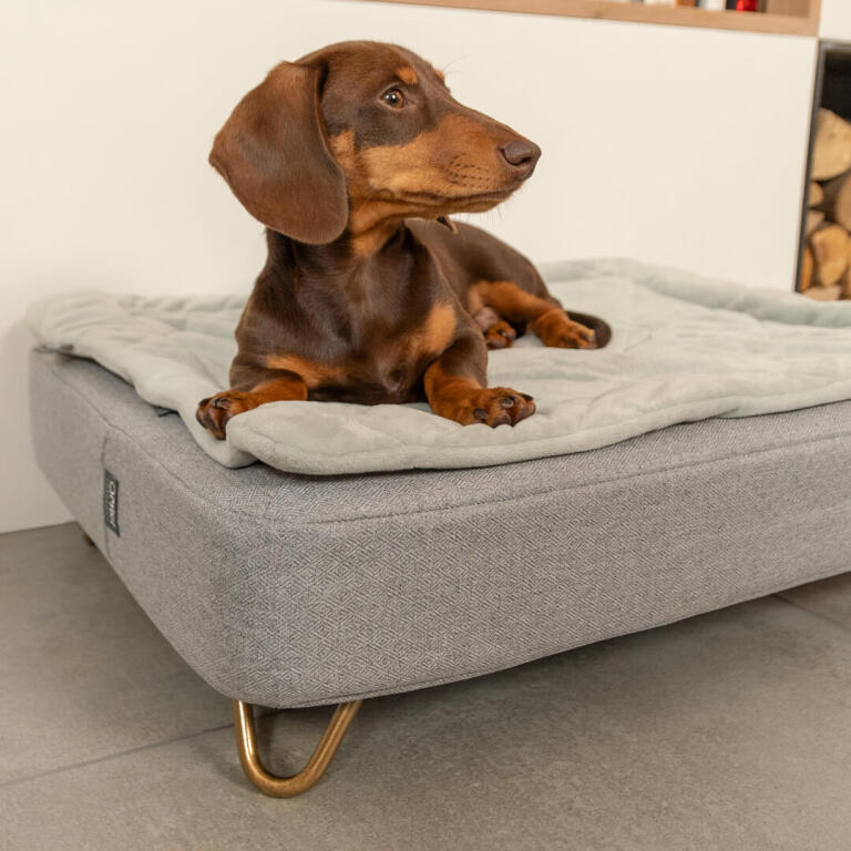 Topology Dog Bed with Quilted Topper Large Omlet