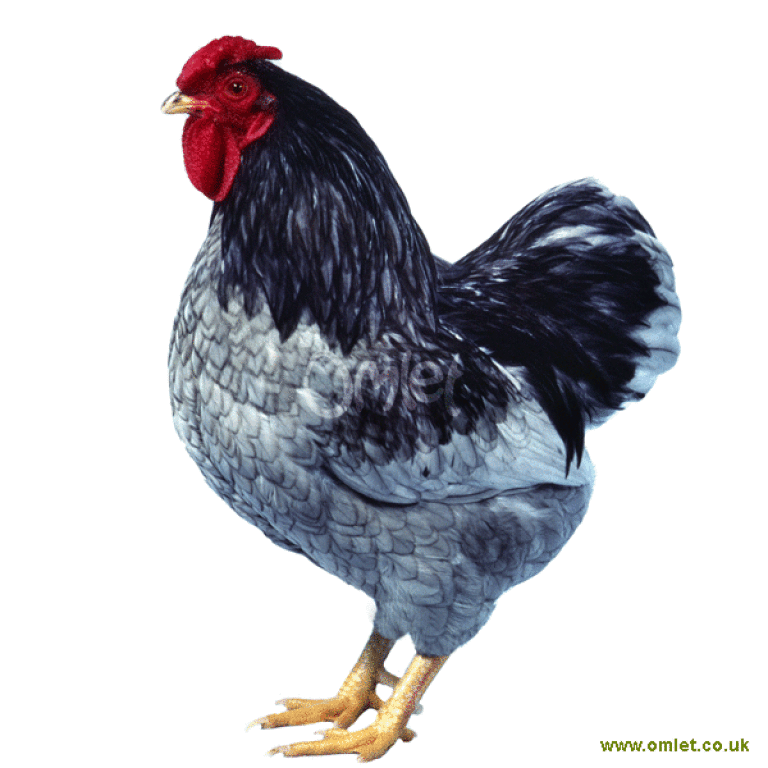 Blue sales wyandotte chicken