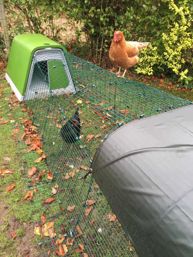 Eglu Go Plastic Chicken Coops Australia Omlet Chicken Coops, Walk