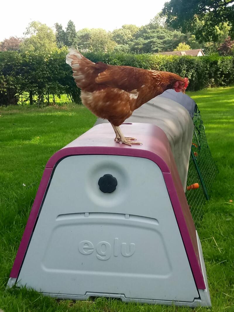Eglu Go Plastic Chicken Coops Australia Omlet Chicken Coops, Walk