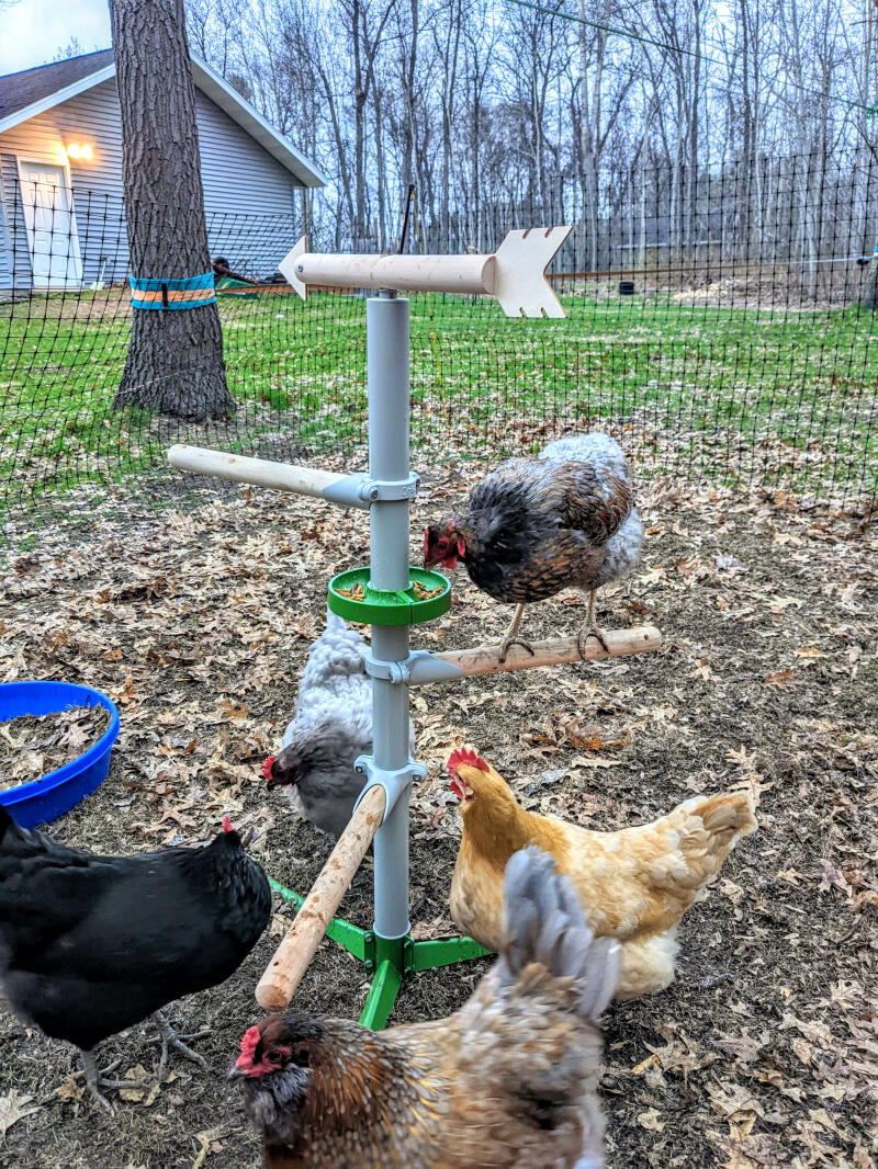 Freestanding Chicken Perch Omlet