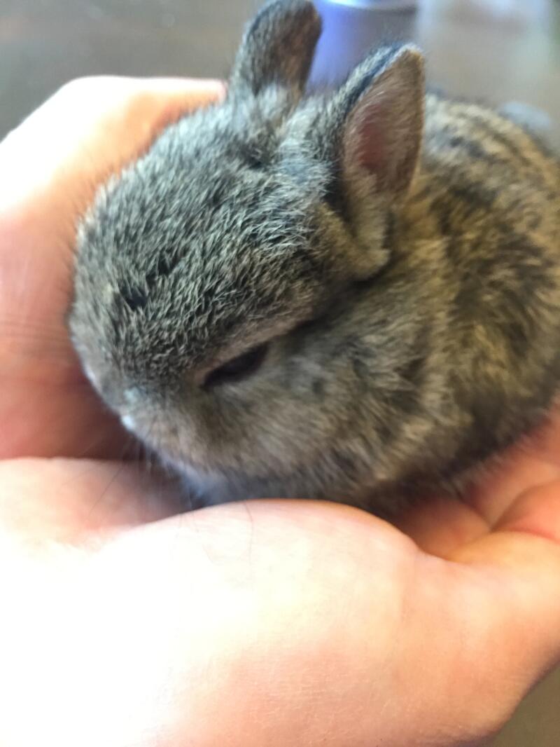 netherland dwarf baby bunny