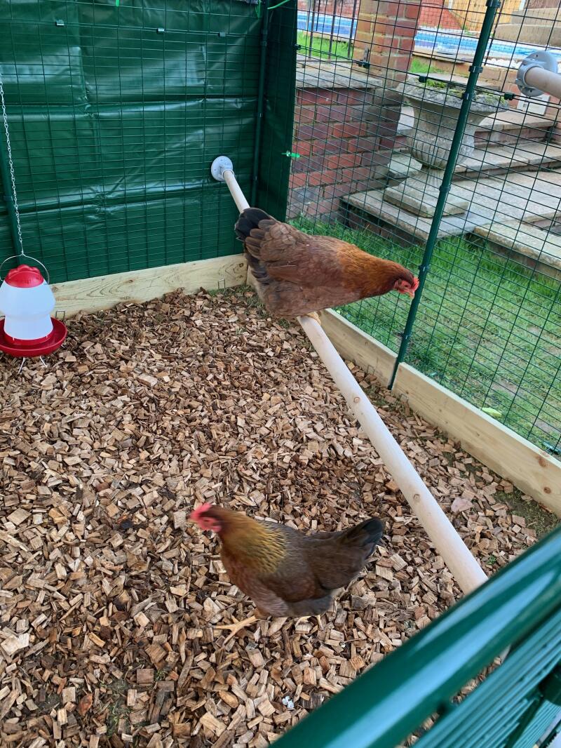 Omlet The Omlet Chicken Perch Chicken Coops, Walk in Chicken Runs