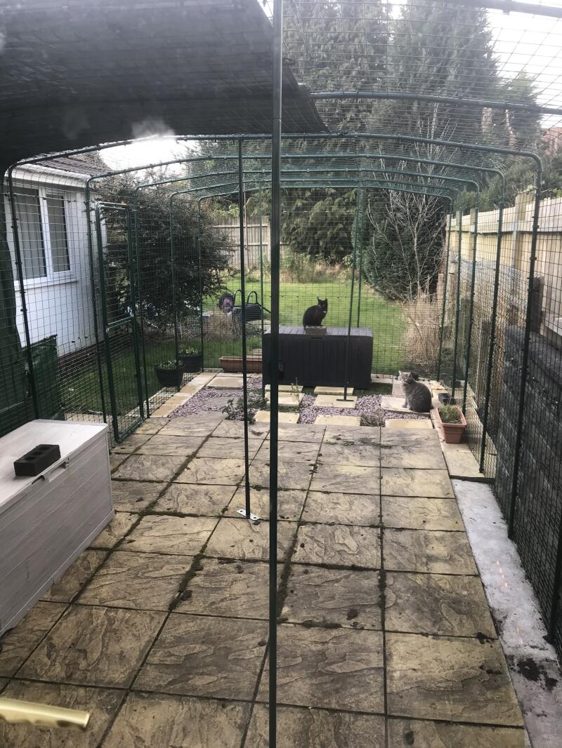 Catios Large Spacious Outdoor Cat Enclosures Omlet