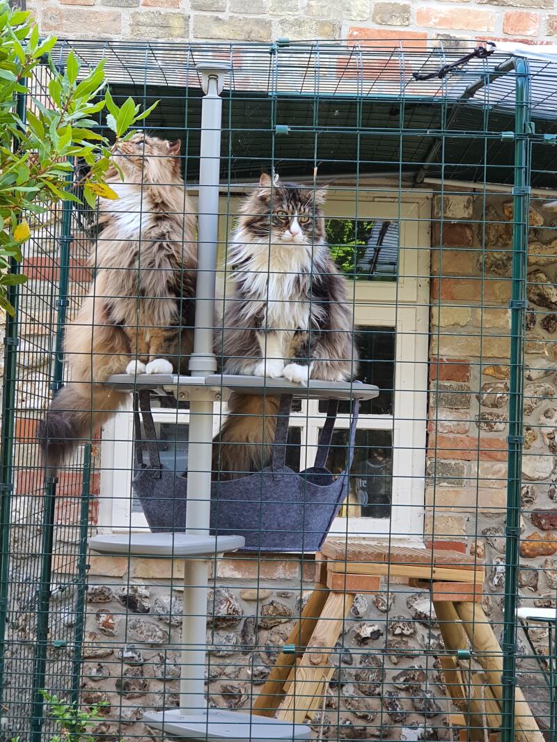 Freestyle Outdoor Cat Tree Customisable Cat Climbing Frame Omlet