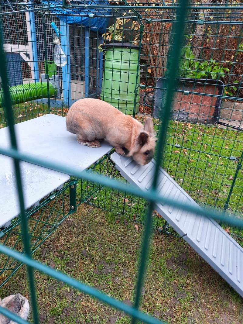 Zippi Rabbit Platforms for Zippi Runs | Omlet | Rabbit Hutches, Rabbit ...