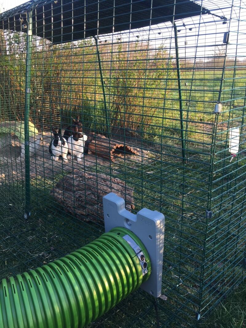 Zippi Guinea Pig Tunnel System | Omlet