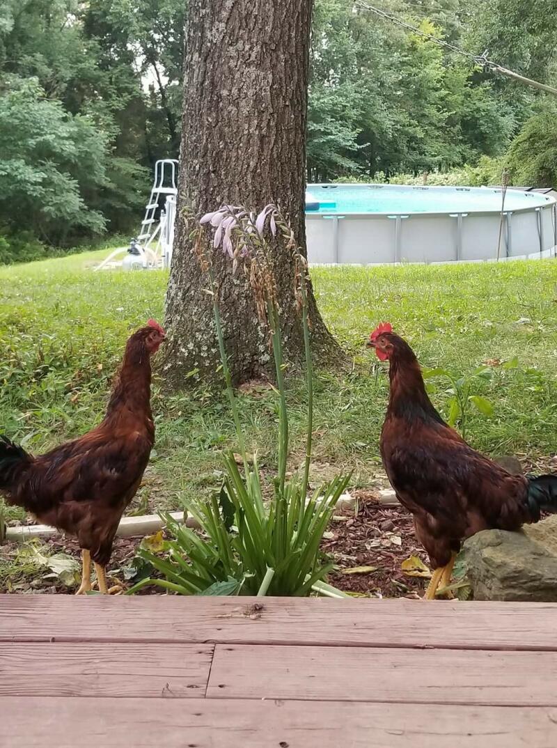 Serama For Sale Chickens Breed Information Omlet 