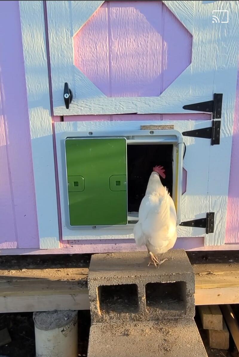 Automatic Chicken Coop Door Opener Omlet Chicken Coops, Walk in