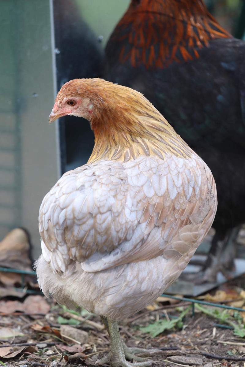 Araucana Chickens Araucana For Sale