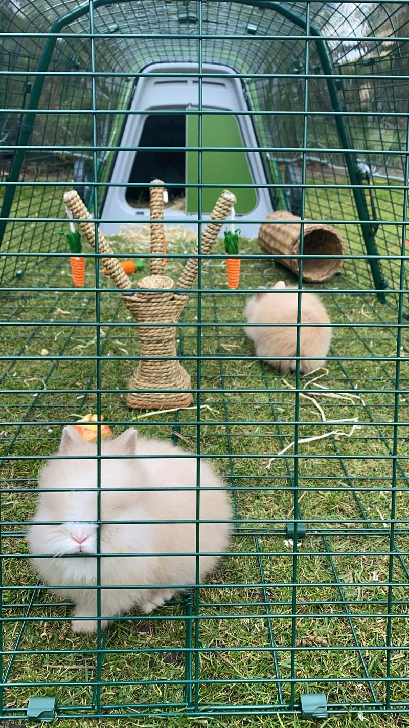 Eglu Go Rabbit Hutch Plastic House and Run for Rabbits Rabbit