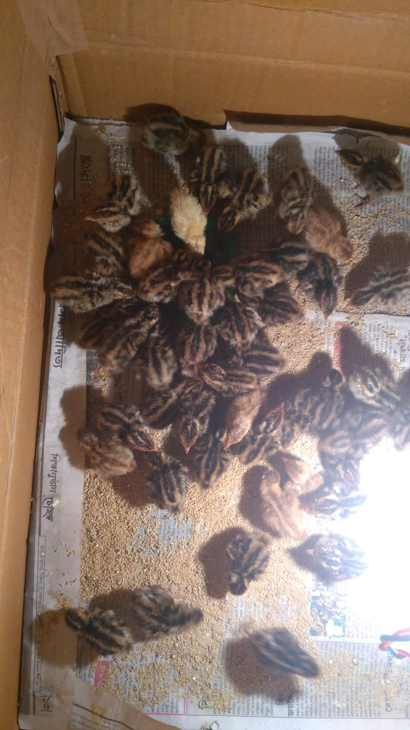 Do you need a male quail? | Quail Eggs | Quails | Guide | Omlet Australia