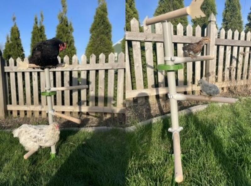 Freestanding Chicken Perch Omlet