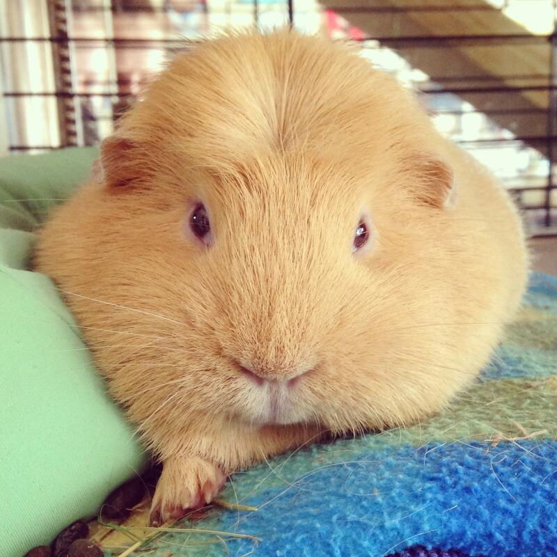 english crested guinea pig
