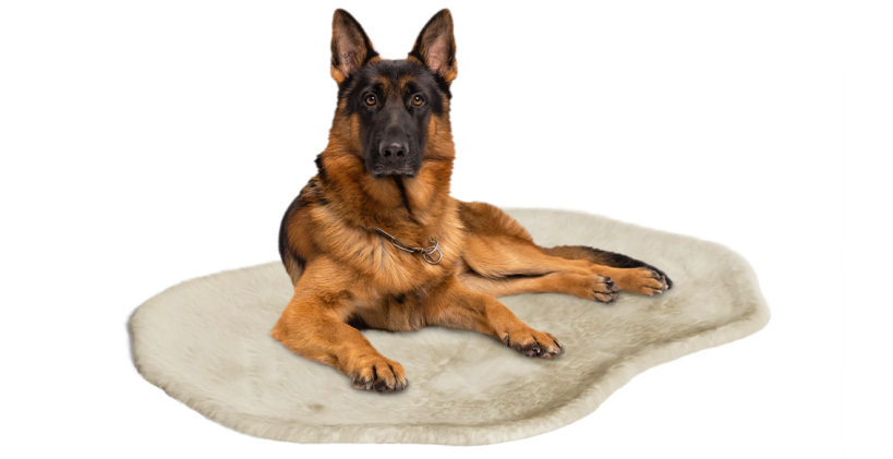 Large dog resting in Omlet dog blanket