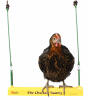 A chicken swinging happily on the chicken swing