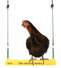 Chickens will find the chicken swing very entertaining