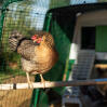 Chicken perch for poultry run