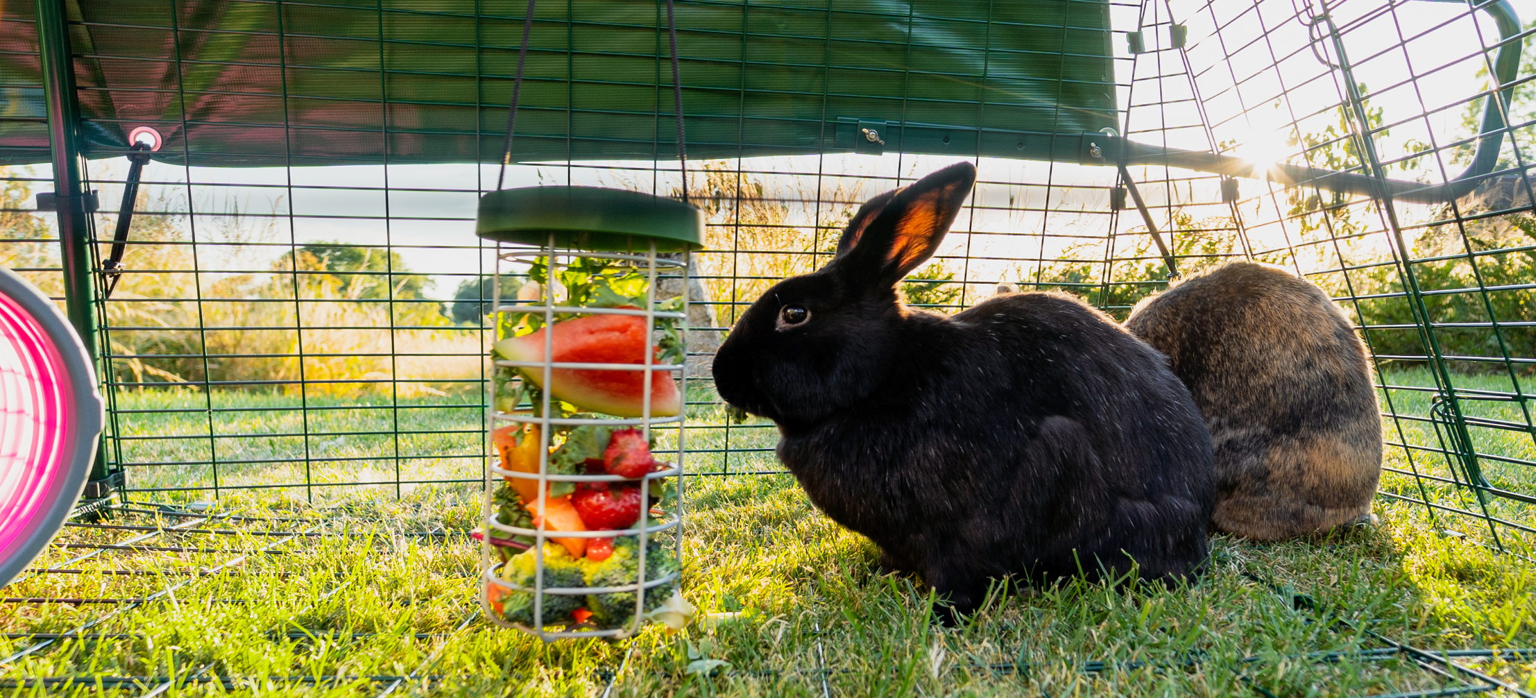Dog proof sales rabbit hutch