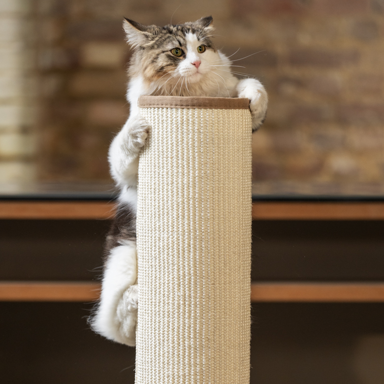Light clearance up cat