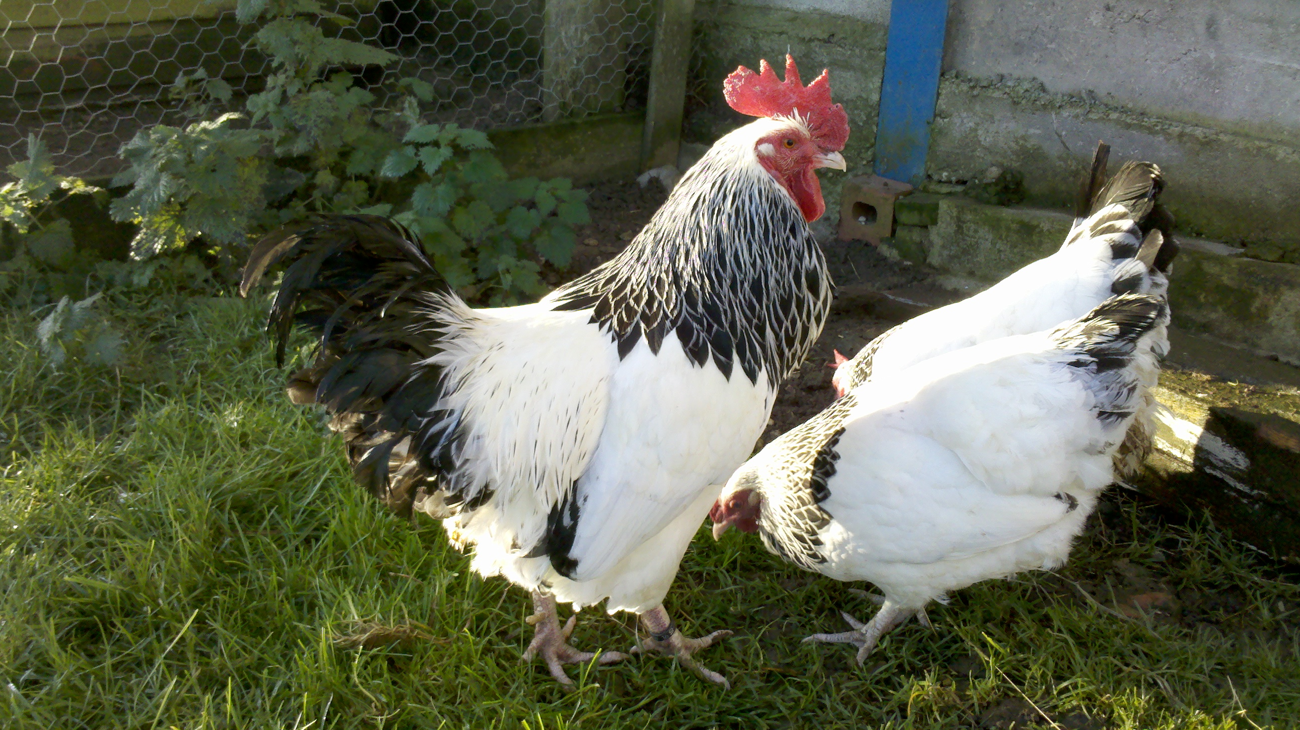 Sussex Bantam For Sale Chickens Breed Information Omlet
