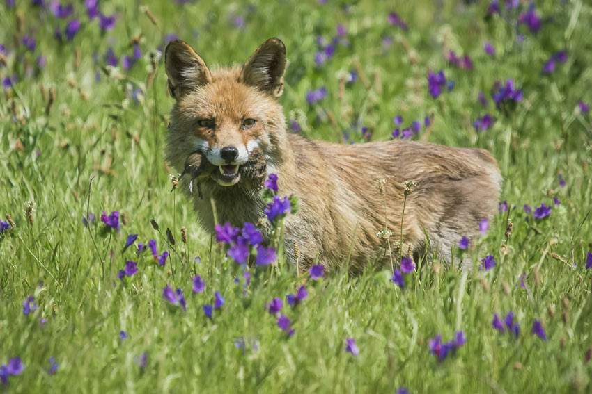 A crafty fox hunting in the daytime