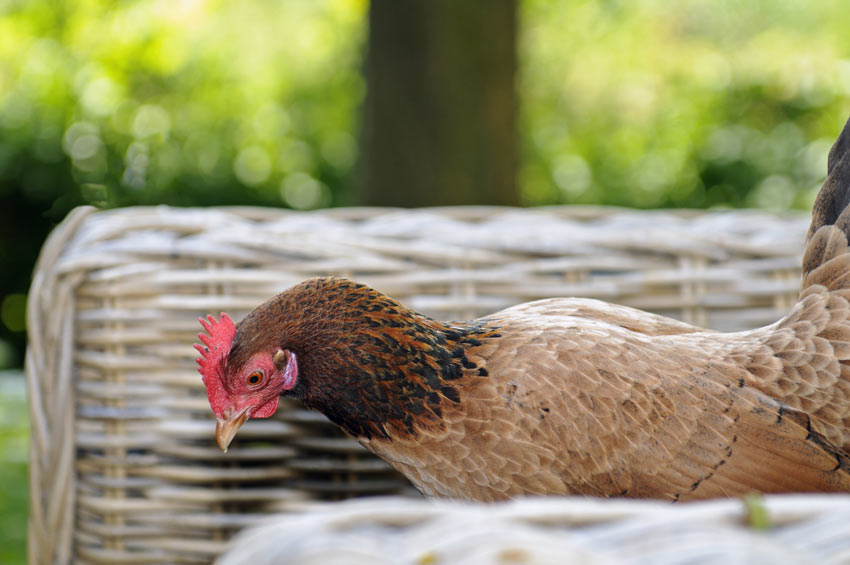 A healthy hen happily free ranging in the garden