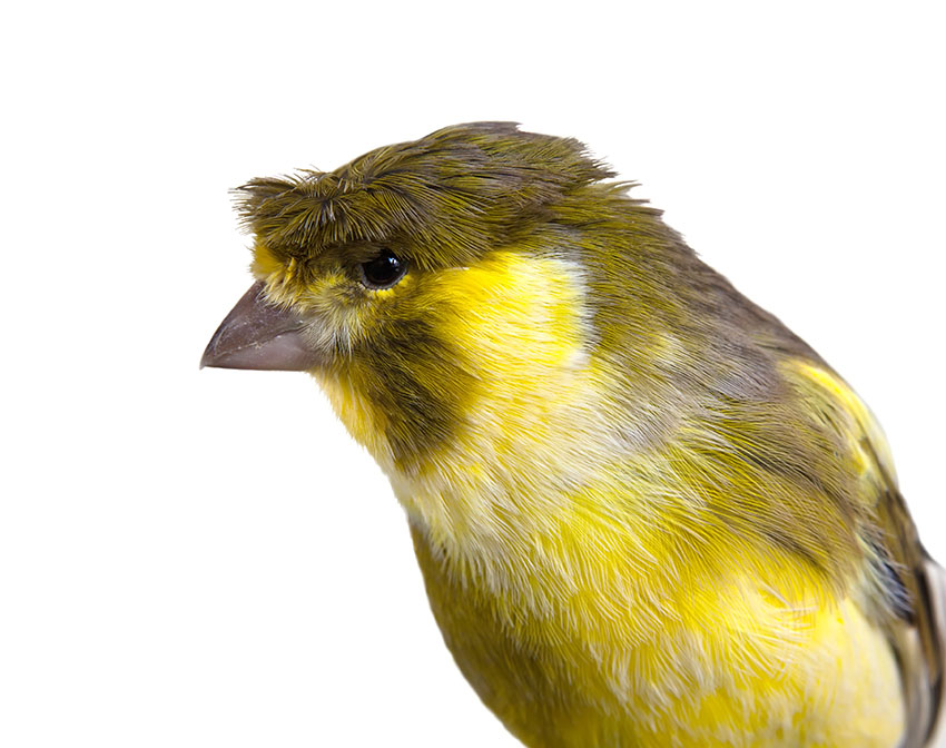 Crested Canary