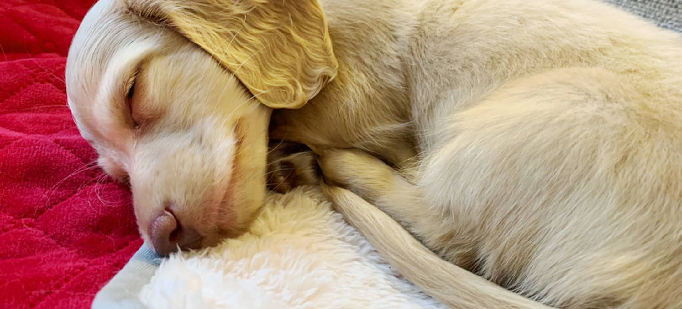 A dog's life pet throw online