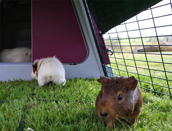 Guinea pigs in the Eglu Go Hutch run